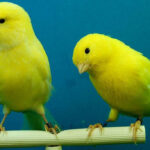 Canary Releases