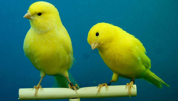 Canary Releases