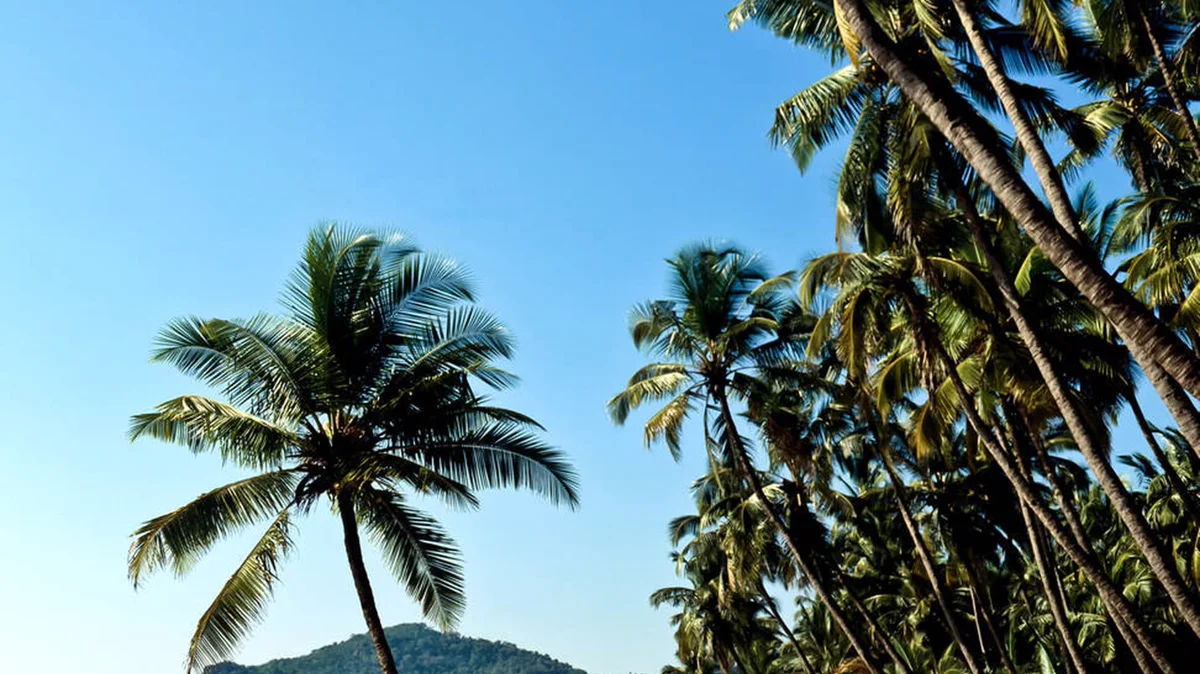 Goa beach with palm trees, the new home of the IPL auction - IPL 2027 auction date December 16 Goa